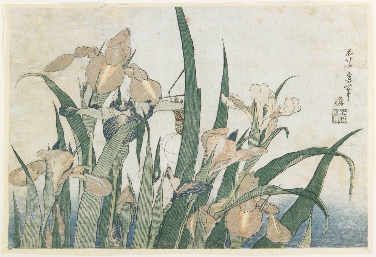 Iris Flowers and Grasshopper, n. 1830-31 (värillinen puupalikkaprintti) tekijältä Katsushika Hokusai
