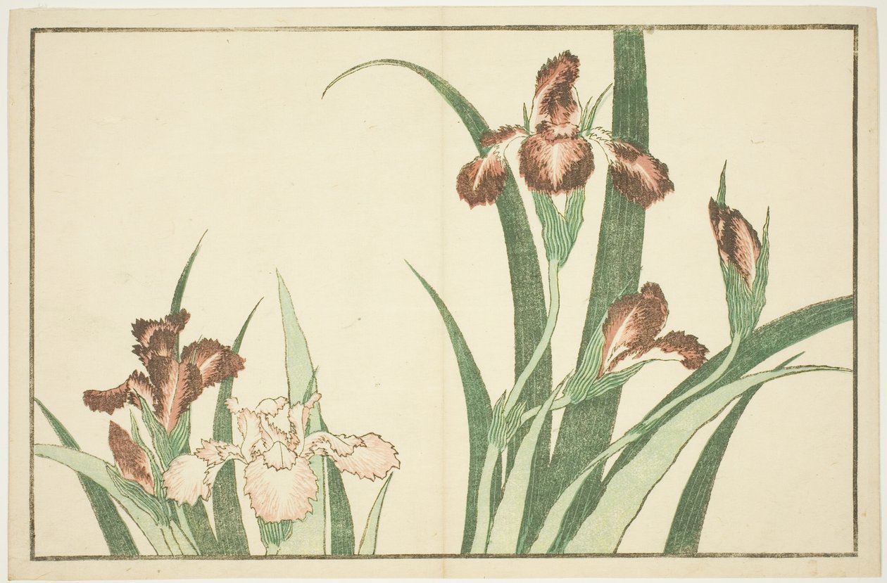 Iris, The Picture Book of Realistic Paintings of Hokusai (Hokusai shashin gafu) tekijältä Katsushika Hokusai