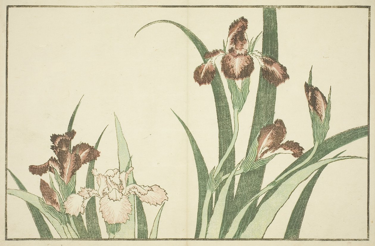 Iris, The Picture Book of Realistic Paintings of Hokusai tekijältä Katsushika Hokusai