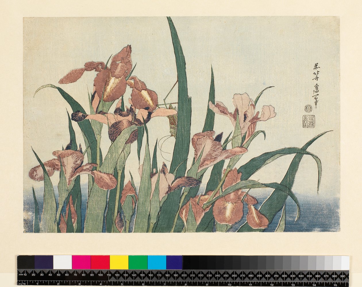 Iirikset ja heinäsirkka, pubi. kirjoittanut Nishimura Eijudo, n. 1832, (yoko-e - vaakamuoto, värillinen puupainatus) tekijältä Katsushika Hokusai