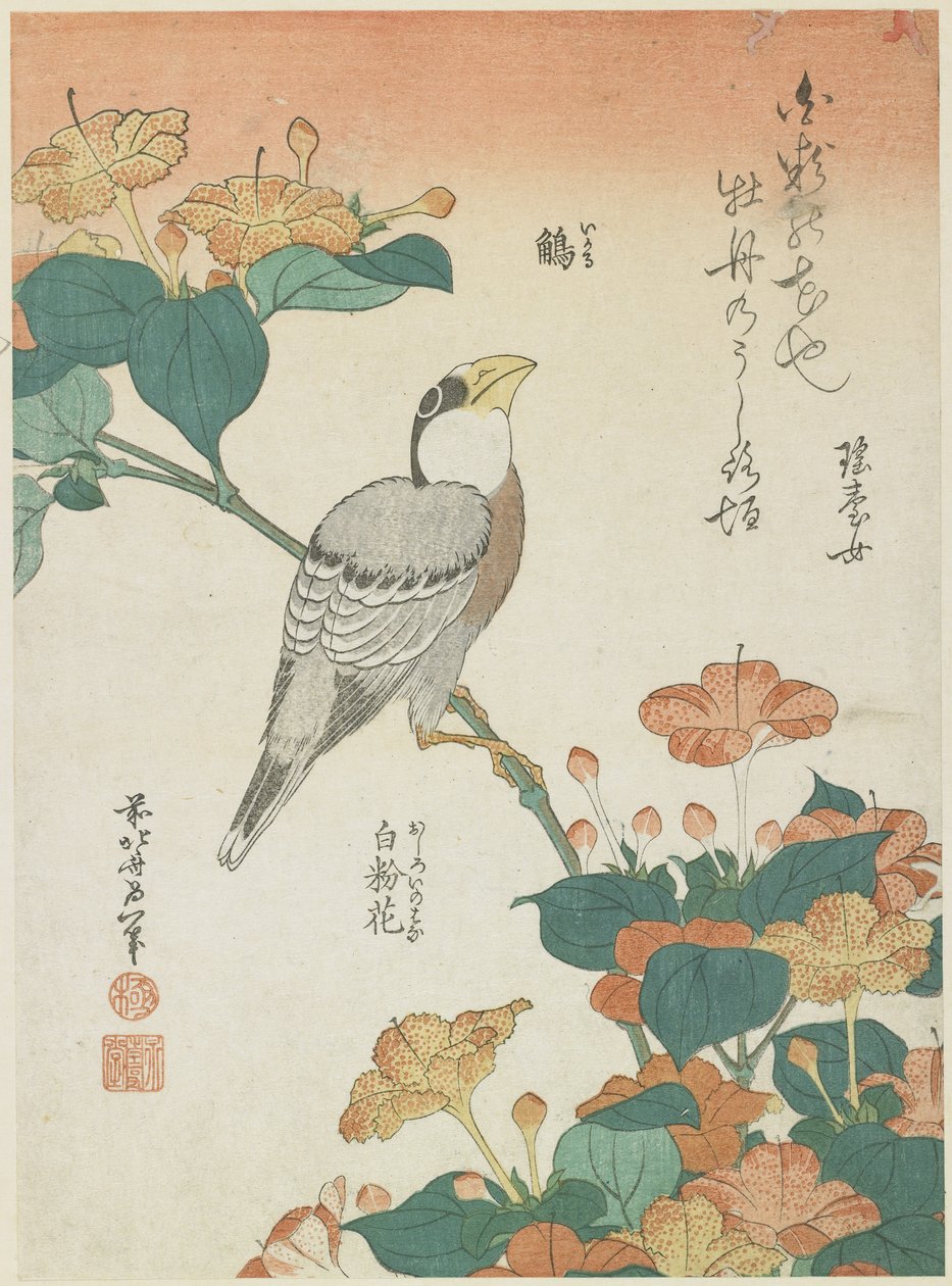 Japanilainen Grosbeak ja Four-o