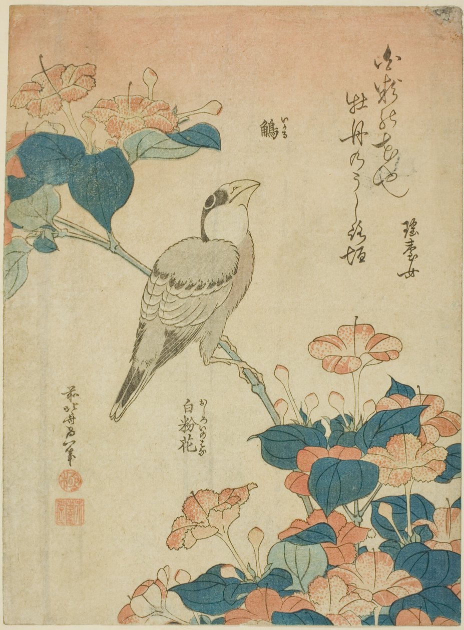 Japanilainen grosbeak ja Marvel of Peru (Ikaru, oshiroi no hana), nimettömästä kukkien ja lintujen sarjasta tekijältä Katsushika Hokusai