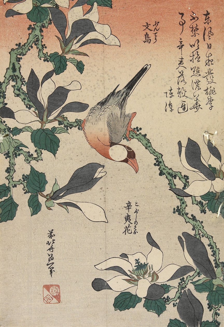 Java Sparrow ja Magnolia, n. 1832 tekijältä Katsushika Hokusai