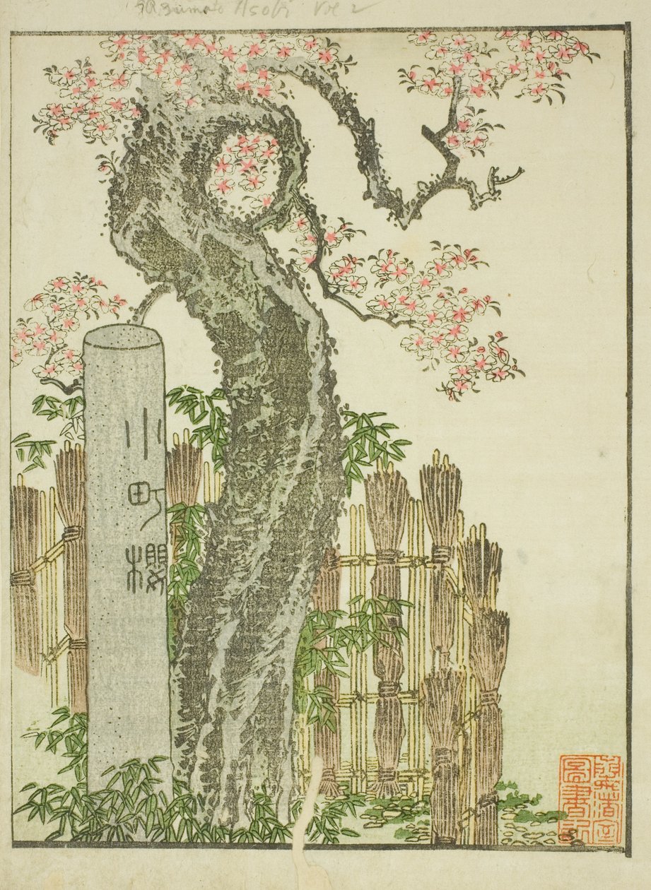 Komachi Cherry Tree (Komachi zakura), kuvitetusta kirjasta "Idän huvipuistojen kuvakirja (Ehon Azuma asobi)" tekijältä Katsushika Hokusai