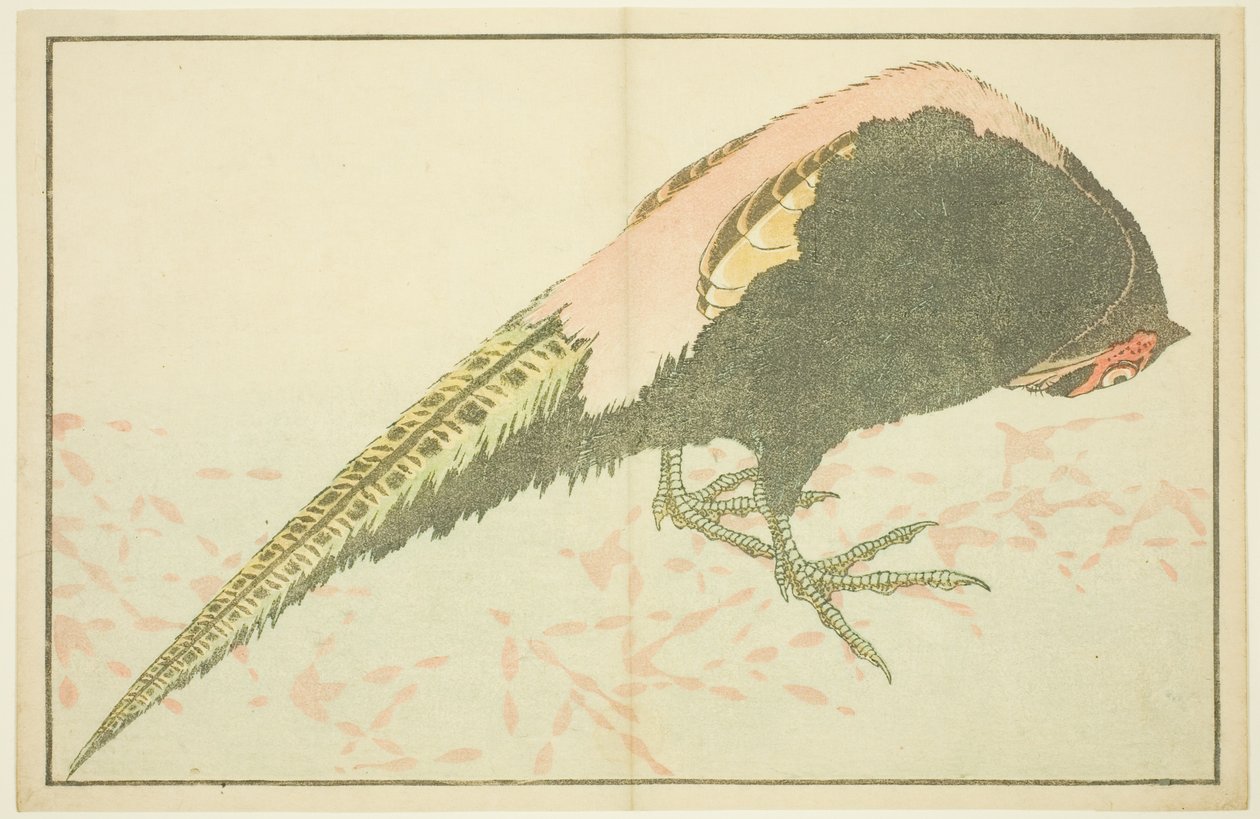 Urosfasaani, Hokusain realististen maalausten kuvakirjasta (Hokusai shashin gafu) tekijältä Katsushika Hokusai