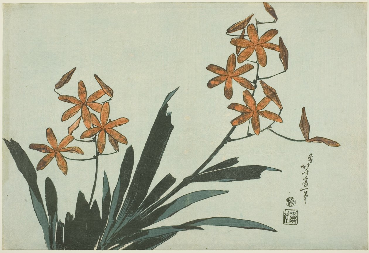 Oranssit orkideat nimettömästä kukkasarjasta tekijältä Katsushika Hokusai