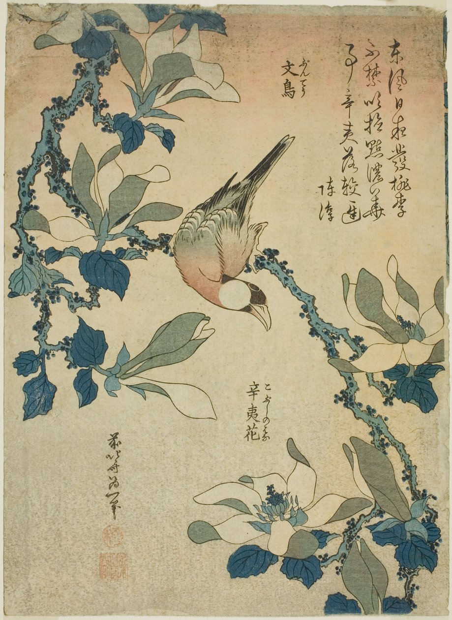 Paddy Bird ja Magnolia Flowers (Buncho, kobushi no hana), nimettömästä kukkien ja lintujen sarjasta tekijältä Katsushika Hokusai