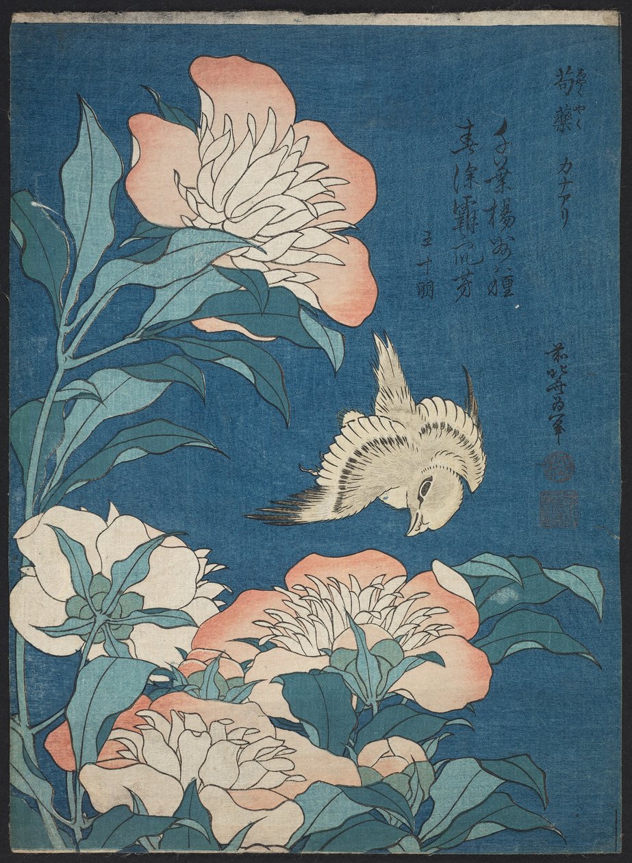 Pionit ja kanariat (Shakuyaku, kanaari), nimettömästä sarjasta, joka tunnetaan nimellä Pienet kukat tekijältä Katsushika Hokusai