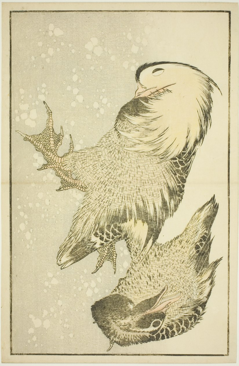 Kaksi vesilintua Hokusain realististen maalausten kuvakirjasta (Hokusai shashin gafu) tekijältä Katsushika Hokusai