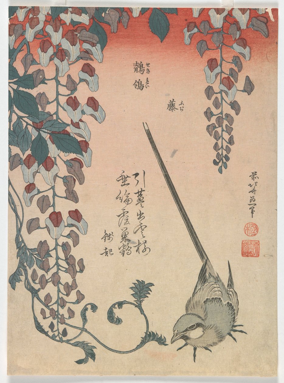 Wagtail ja Wisteria, Edo-kausi, 1834 (värillinen puupalikkaprintti) tekijältä Katsushika Hokusai