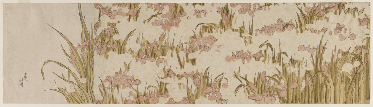 Valkoiset ja violetit iirikset, 1800-luvun alku. tekijältä Katsushika Hokusai