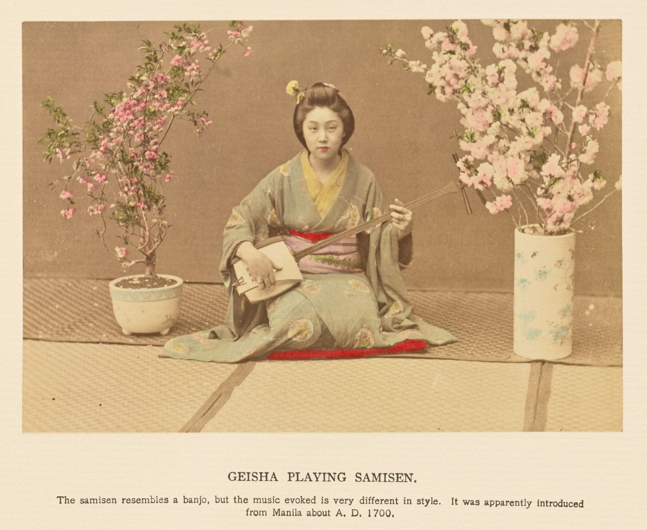Samisenia soittava geisha tekijältä Kazumasa Ogawa