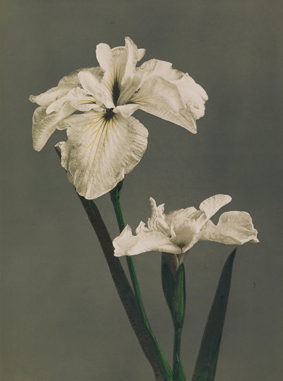 Iris Kaempferi, 1896 (käsinvärinen kollotyppi) tekijältä Kazumasa Ogawa