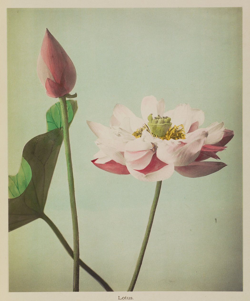 Lotus tekijältä Kazumasa Ogawa