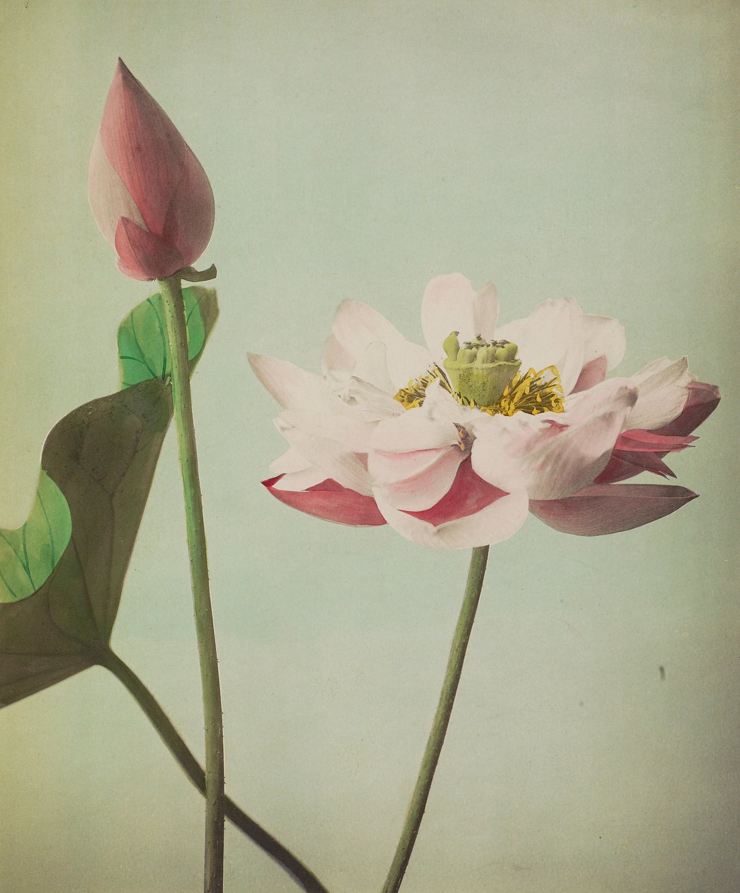 Lotus, 1896 (käsinvärinen kollotyyppi) tekijältä Kazumasa Ogawa