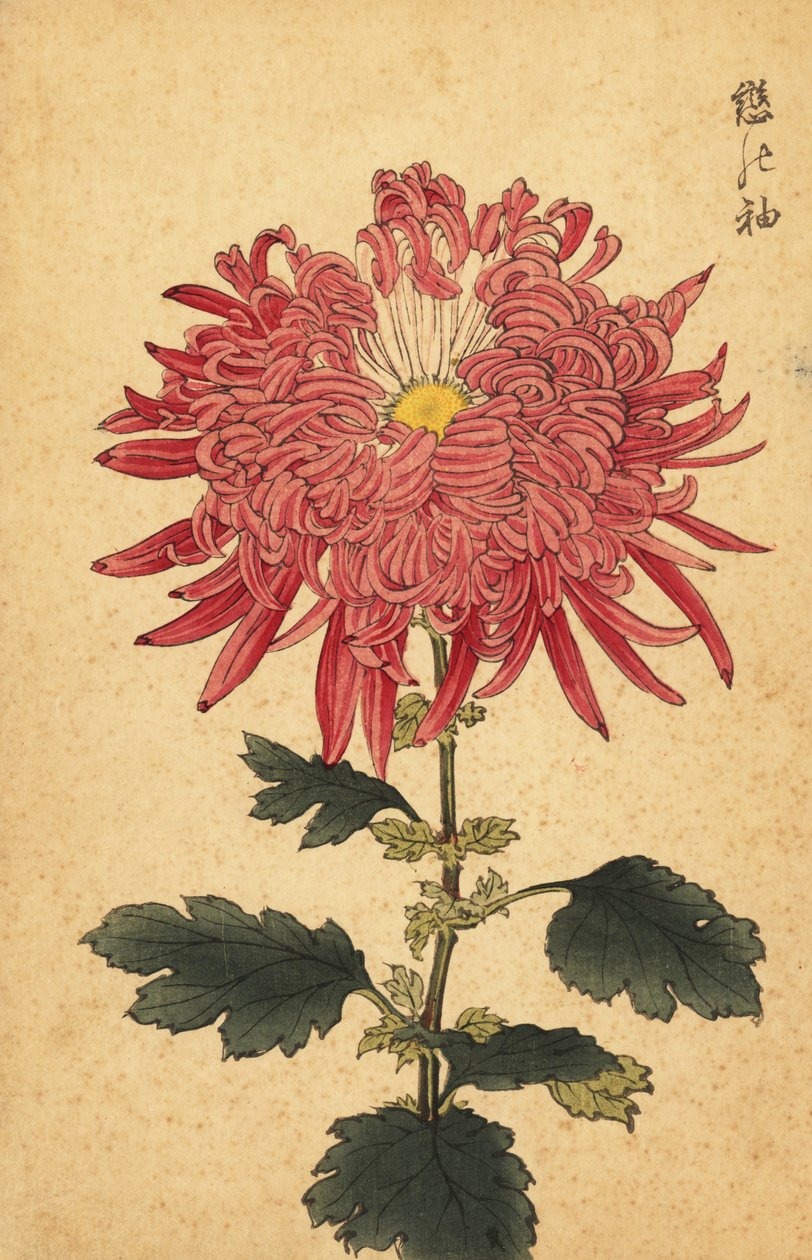 Hybridi vaaleanpunainen quill chrysanthemum., 1893 (kaiverrus) tekijältä Keika Hasegawa