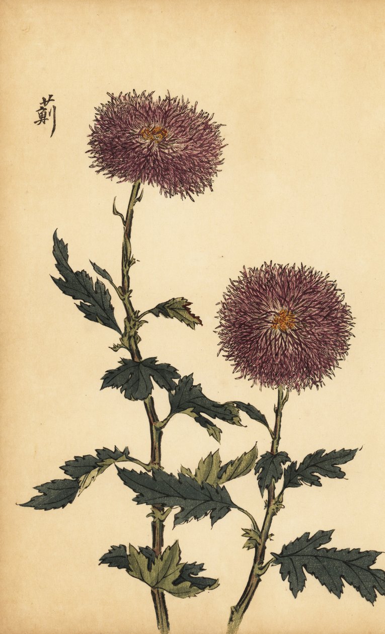 Hybridi violetti krysanteemi., 1893 (kaiverrus) tekijältä Keika Hasegawa