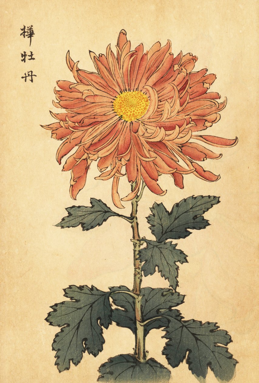 Hybridi lohen-vaaleanpunainen krysanteemi., 1893 (kaiverrus) tekijältä Keika Hasegawa