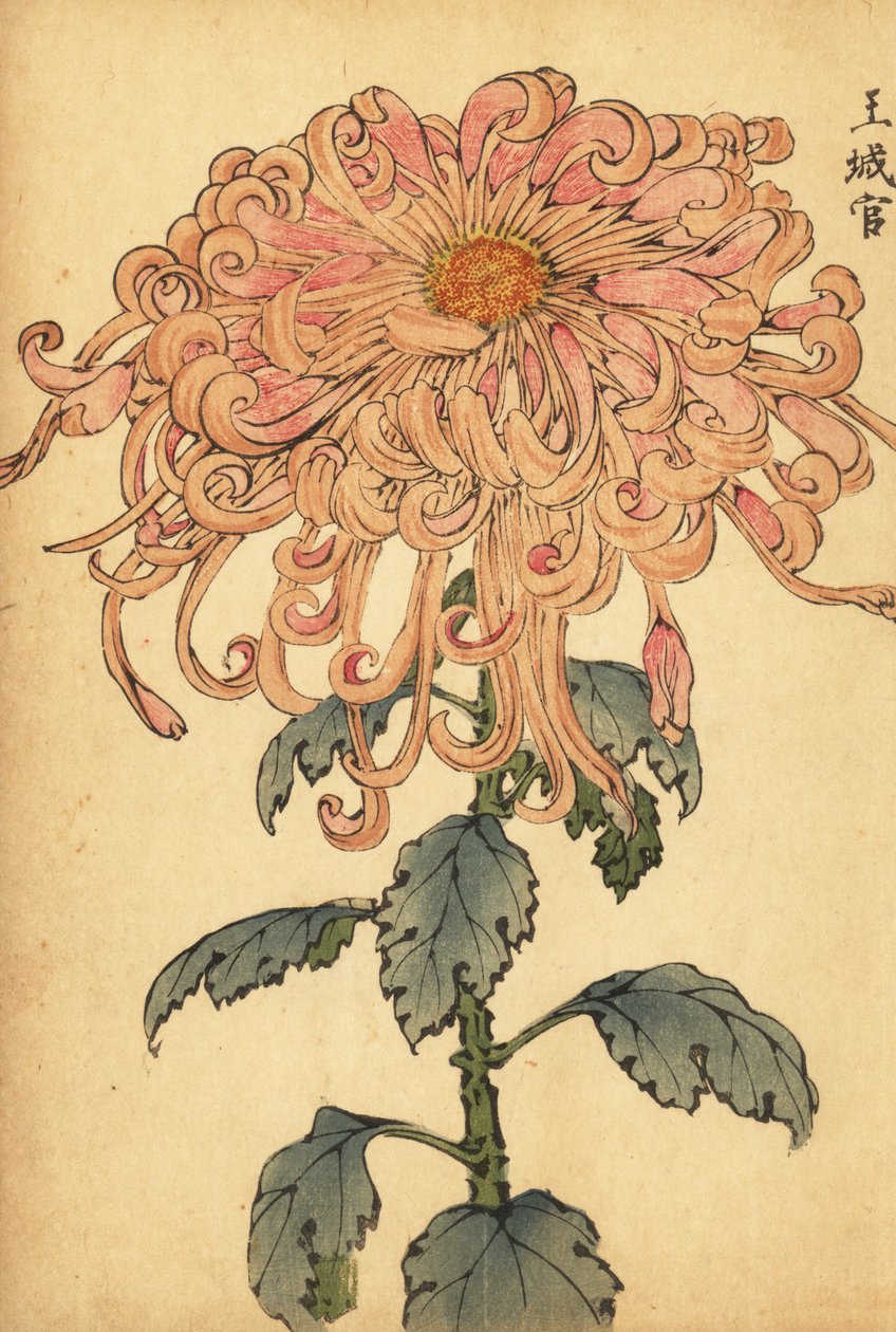 Hybridi lohenvaaleanpunainen krysanteemi käpristyneillä terälehdillä.,1893 (kaiverrus) tekijältä Keika Hasegawa
