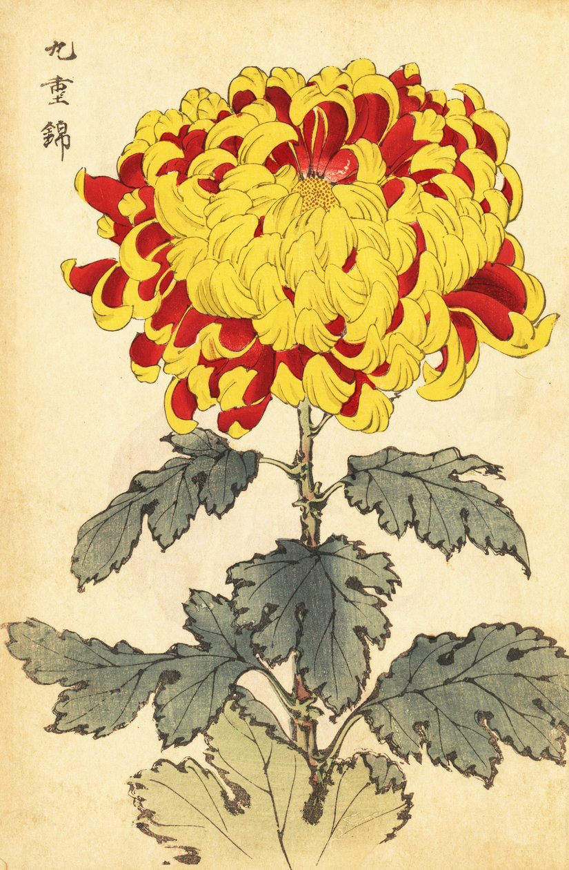 Hybridi tulipunainen ja keltainen krysanteemi.,1893 (kaiverrus) tekijältä Keika Hasegawa
