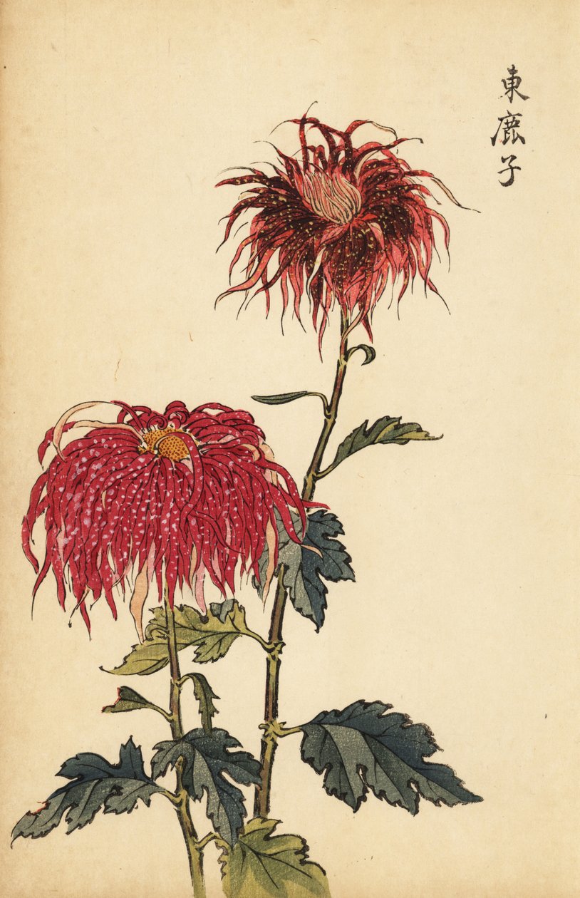 Hybriditäpläinen tulipunainen ja vaaleanpunainen kynäkrysanteemi., 1893 (kaiverrus) tekijältä Keika Hasegawa