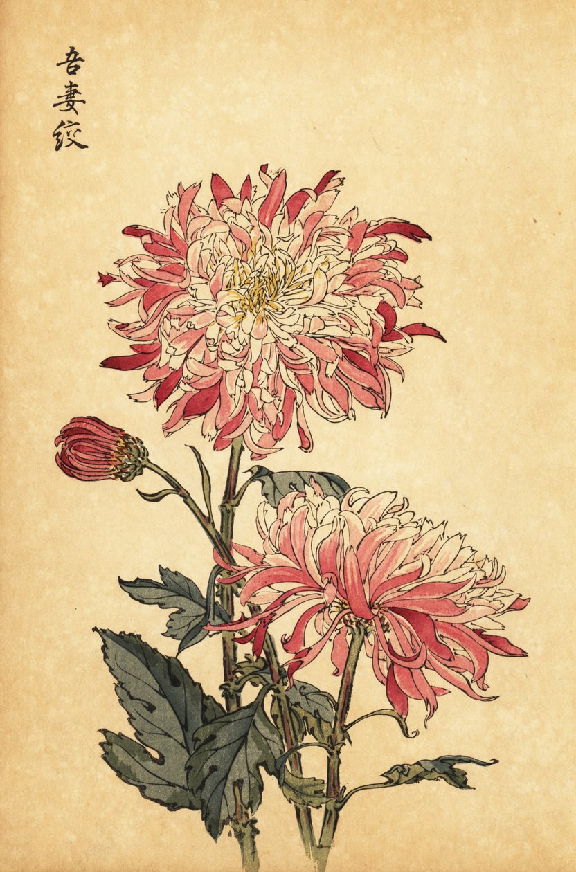 Hybridikirjava valkoinen ja vaaleanpunainen krysanteemi.,1893 (kaiverrus) tekijältä Keika Hasegawa