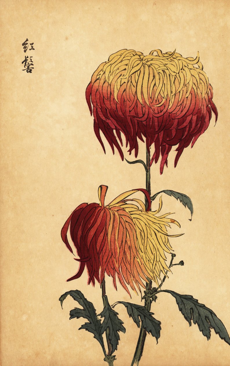 Hybridikirjava keltainen, oranssi ja karmiininpunainen krysanteemi., 1893 (kaiverrus) tekijältä Keika Hasegawa