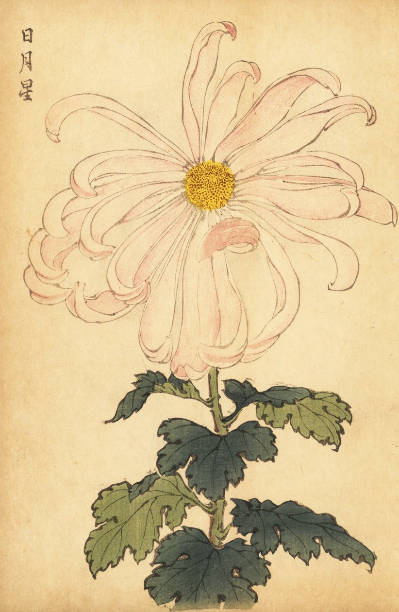 Hybridi valkoinen ja vaaleanpunainen krysanteemi.,1893 (kaiverrus) tekijältä Keika Hasegawa
