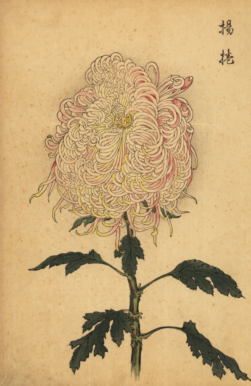 Hybridi valkoinen ja vaaleanpunainen kynäkrysanteemi.,1893 (kaiverrus) tekijältä Keika Hasegawa