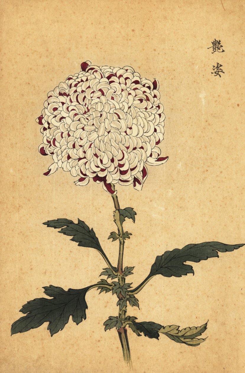 Hybridi valkoinen ja violetti pompon krysanteemi.,1893 (kaiverrus) tekijältä Keika Hasegawa