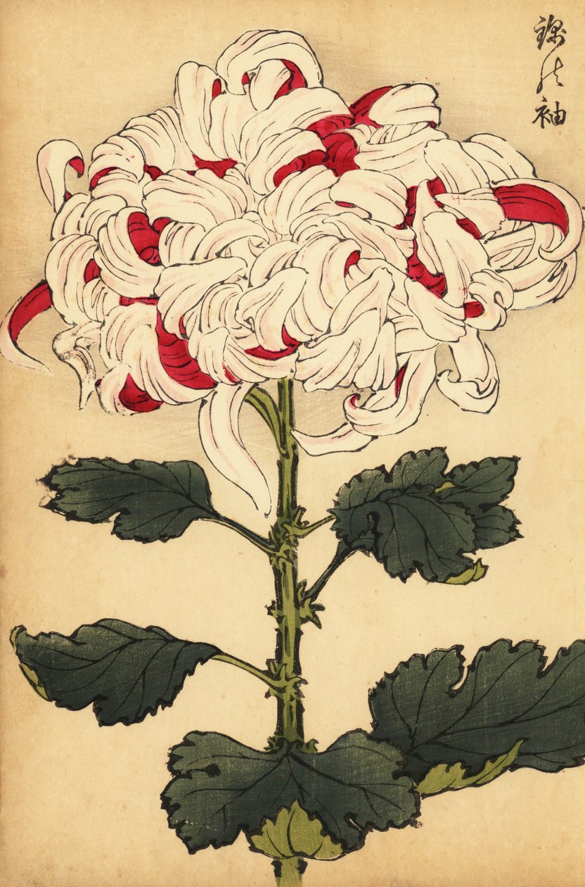 Hybridivalkoinen ja helakanpunainen krysanteemi.,1893 (kaiverrus) tekijältä Keika Hasegawa