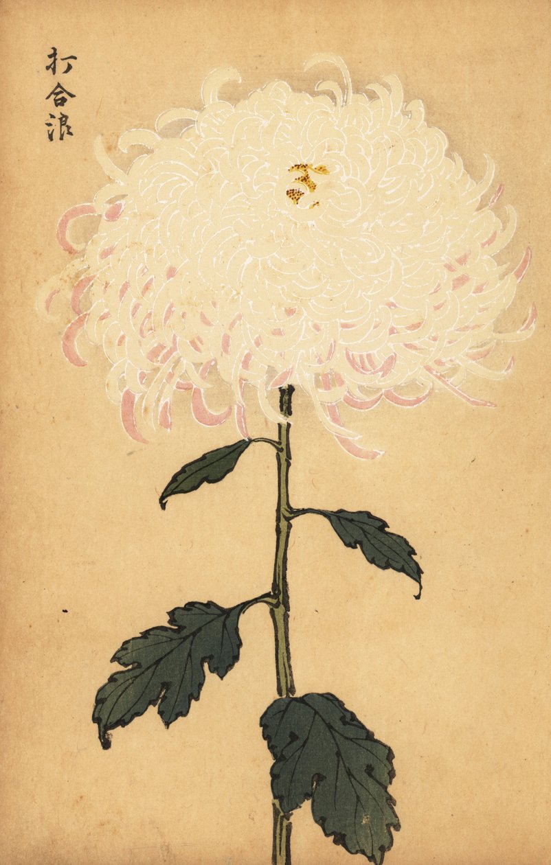Hybridi valkoinen krysanteemi., 1893 (kaiverrus) tekijältä Keika Hasegawa