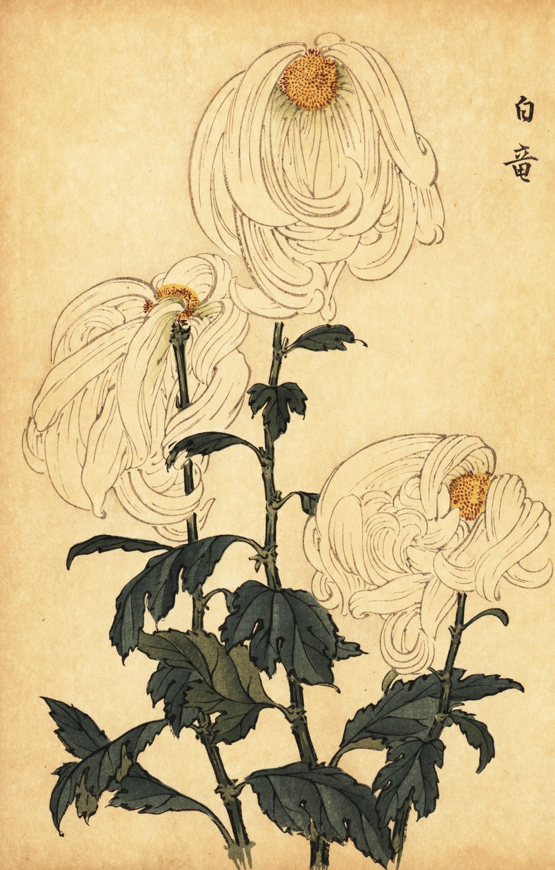 Hybridi valkoinen krysanteemi., 1893 (kaiverrus) tekijältä Keika Hasegawa
