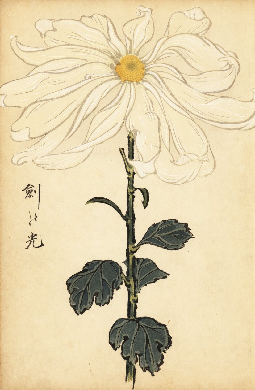 Hybridi valkoinen krysanteemi., 1893 (kaiverrus) tekijältä Keika Hasegawa