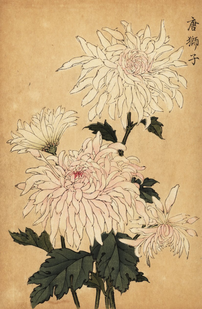Hybridivalkoinen krysanteemi, Chrysanthemum indicum. ,1893 (kaiverrus) tekijältä Keika Hasegawa