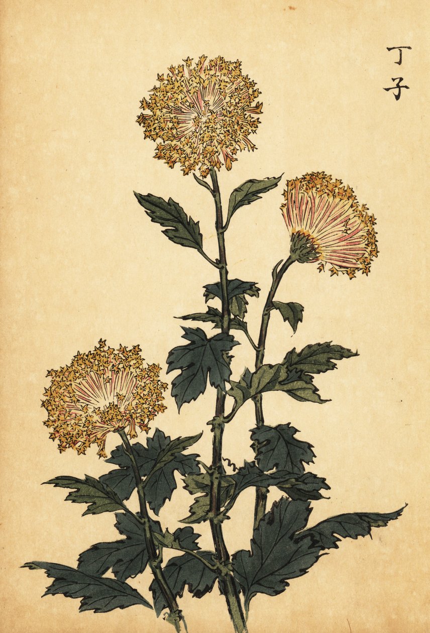 Hybridikeltainen krysanteemi., 1893 (kaiverrus) tekijältä Keika Hasegawa
