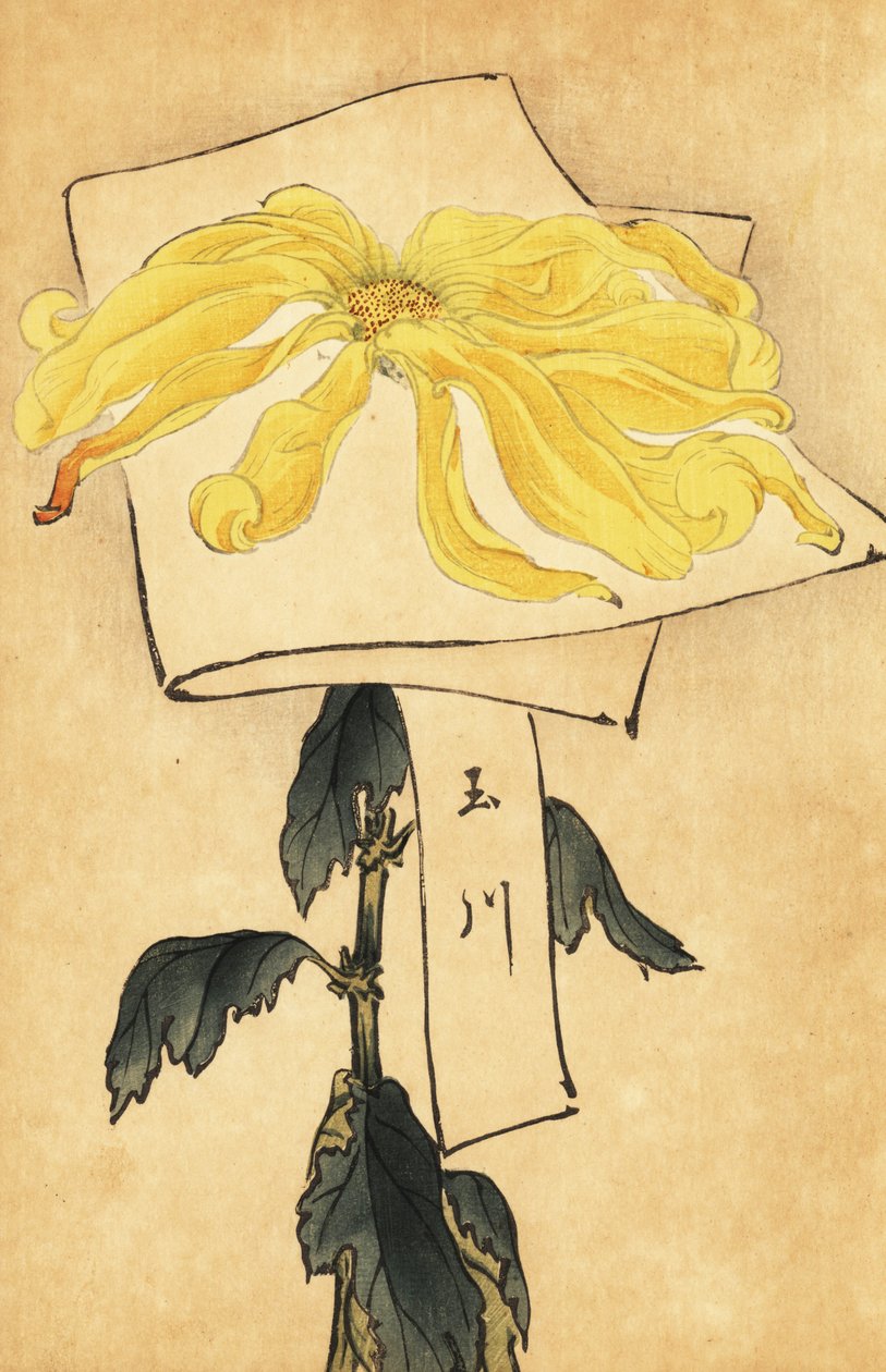 Hybridikeltainen krysanteemi, Chrysanthemum indicum. ,1893 (kaiverrus) tekijältä Keika Hasegawa
