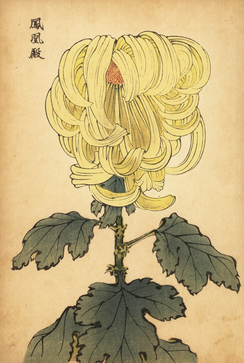 Hybridikeltainen incurve chrysanthemum., 1893 (kaiverrus) tekijältä Keika Hasegawa