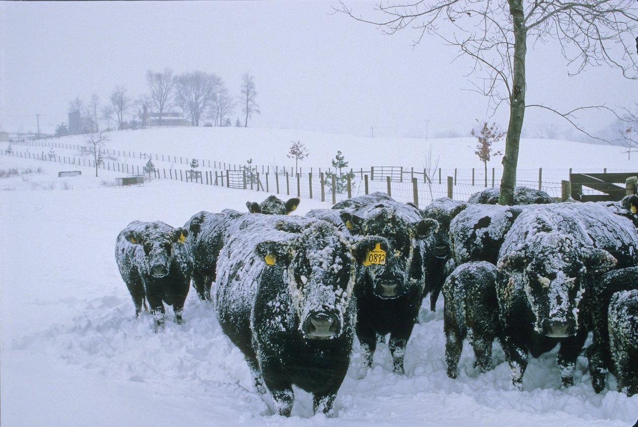 Karja, Fauquier County, VA, talvi, lumi, 2006 (kuva) (kuva) tekijältä Kenneth Garrett