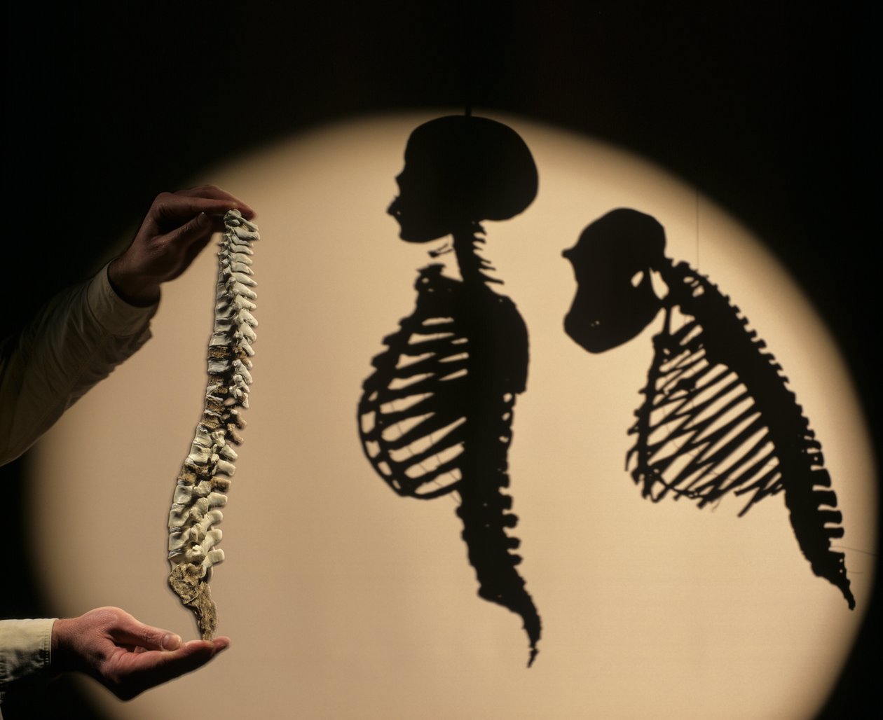 DOH, ensimmäiset askeleet, selkärangan rekonstruktio, Bruce Latimer, Cleveland Museum of Natura... tekijältä Kenneth Garrett