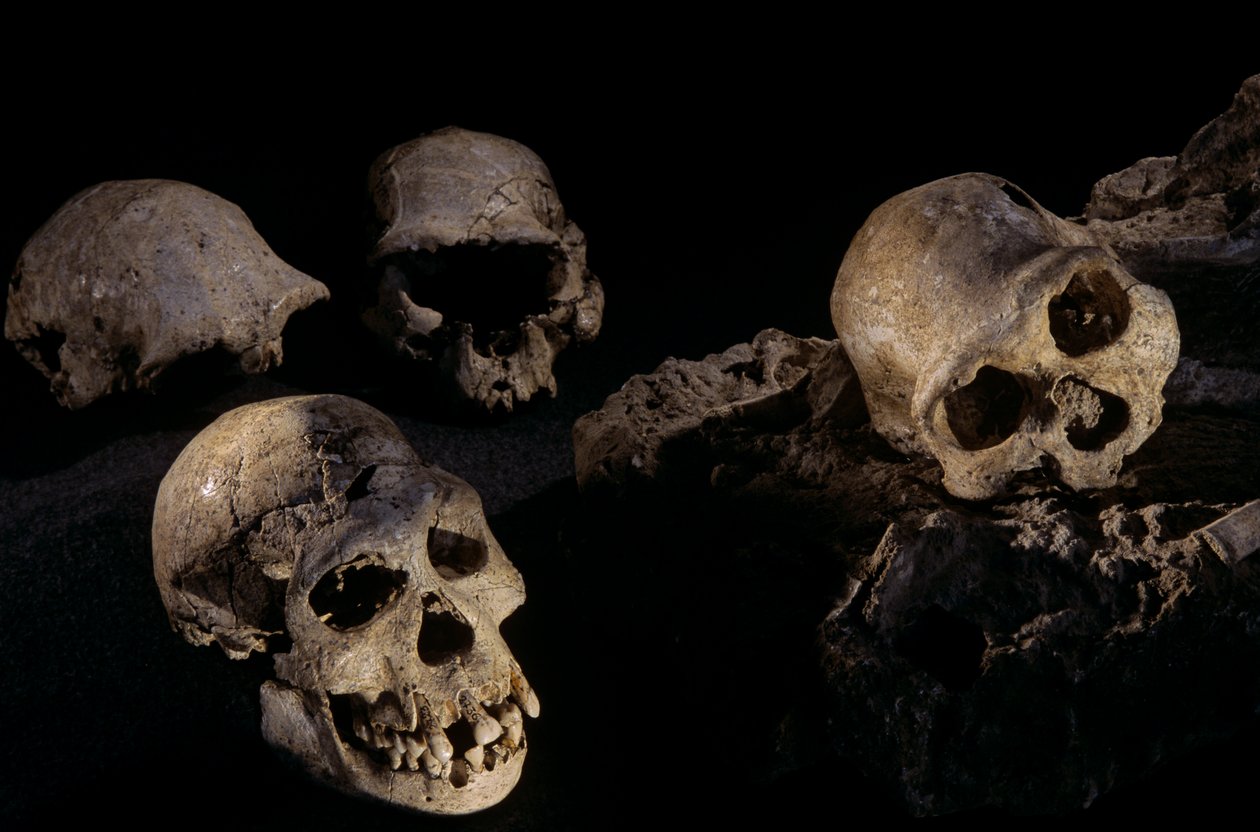 Neljä kalloa Dmanisi,Dmanisi, Georgia Homo Erectus -paikalta. tekijältä Kenneth Garrett