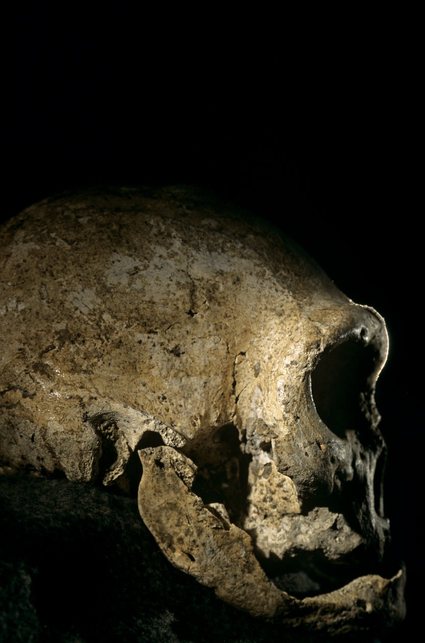 Homo erectus kallo, hampaaton, Dmanisi, Georgia Homo erectus löytöpaikka tekijältä Kenneth Garrett