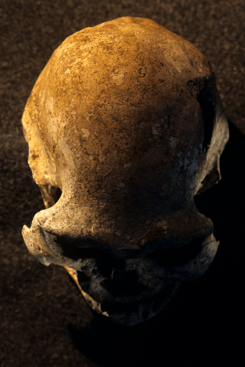 Homo erectus kallo, hampaaton, Dmanisi, Georgia Homo erectus löytöpaikka tekijältä Kenneth Garrett