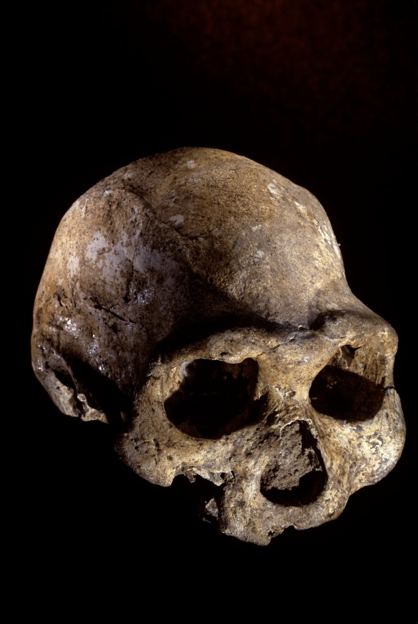 Homo erectus kallo, hampaaton, Dmanisi, Georgia Homo erectus löytöpaikka tekijältä Kenneth Garrett