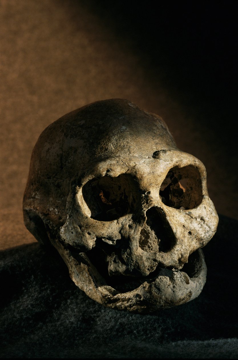 Homo erectus kallo, hampaaton, Dmanisi, Georgia Homo erectus löytöpaikka tekijältä Kenneth Garrett