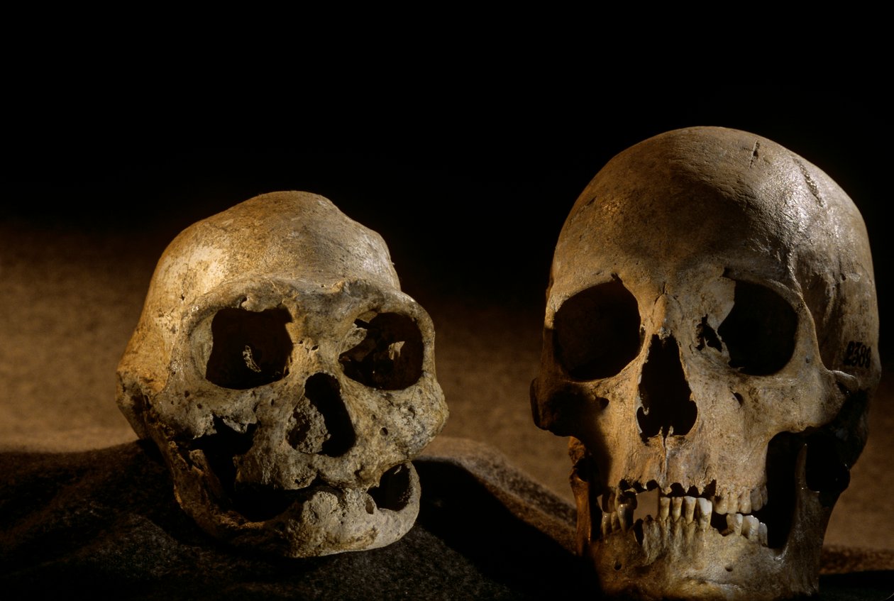 Homo erectus -kallo, hampaaton, ja nykyihmisen kallo, Dmanisi tekijältä Kenneth Garrett