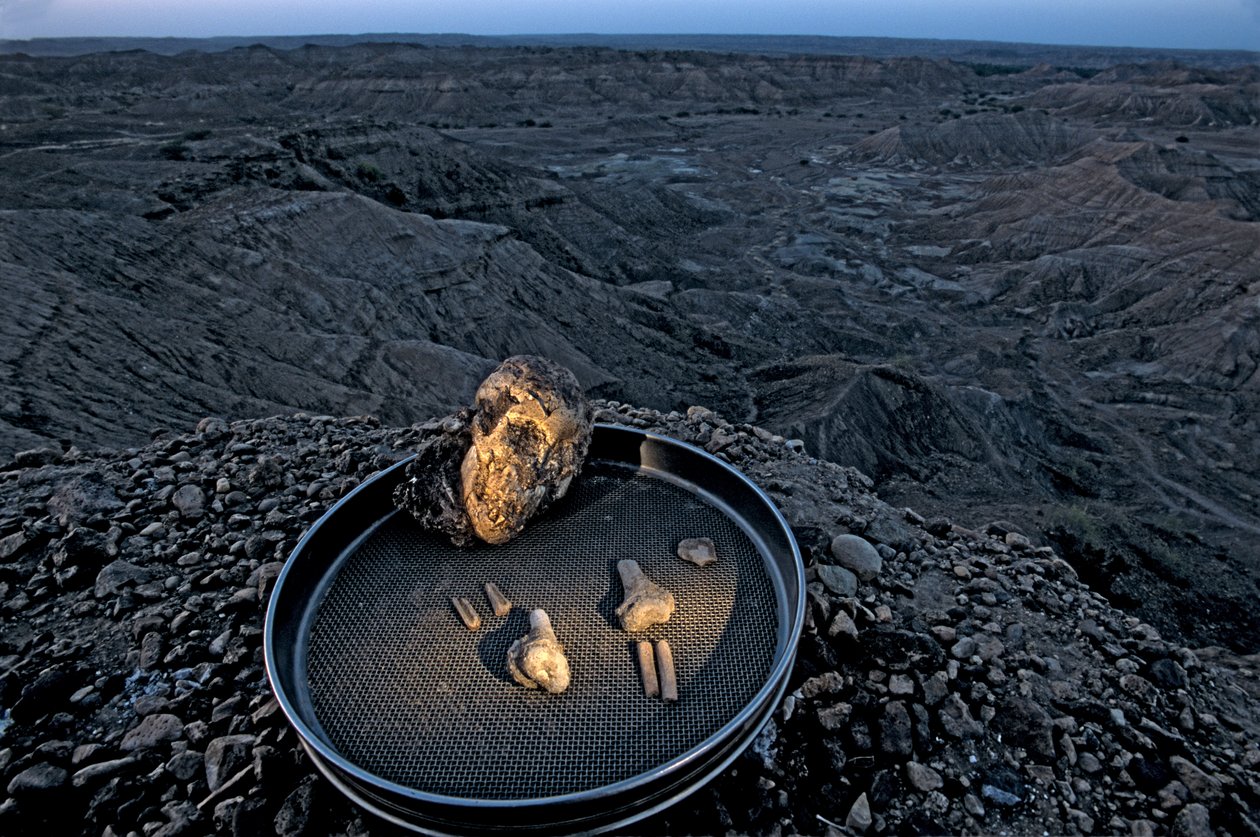 Lucyn lapsi, Zeray Alemseged, Australopithicus Afarensis, Etiopia, paleontologi,..., 2006 (kuva) tekijältä Kenneth Garrett
