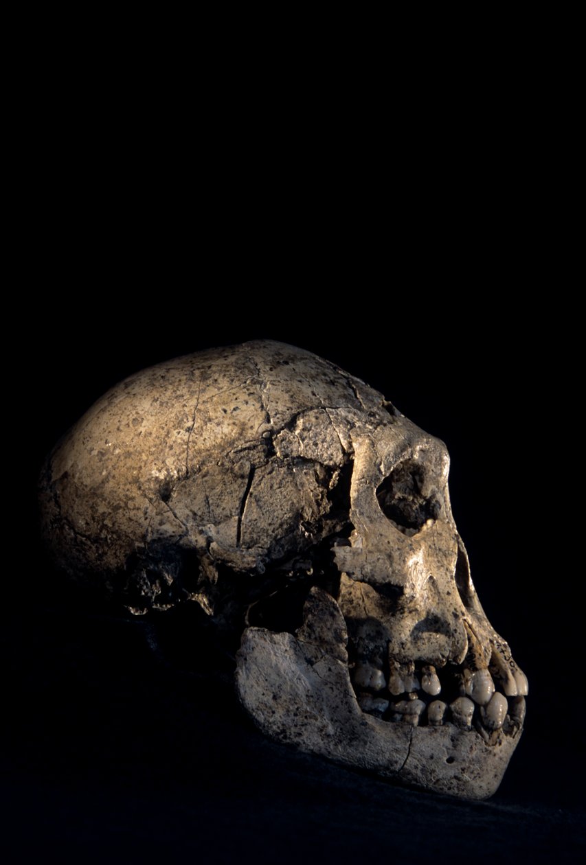 Dmanisi, Dmanisi, Georgia, Homo erectus -paikalta löydetty kallo. tekijältä Kenneth Garrett