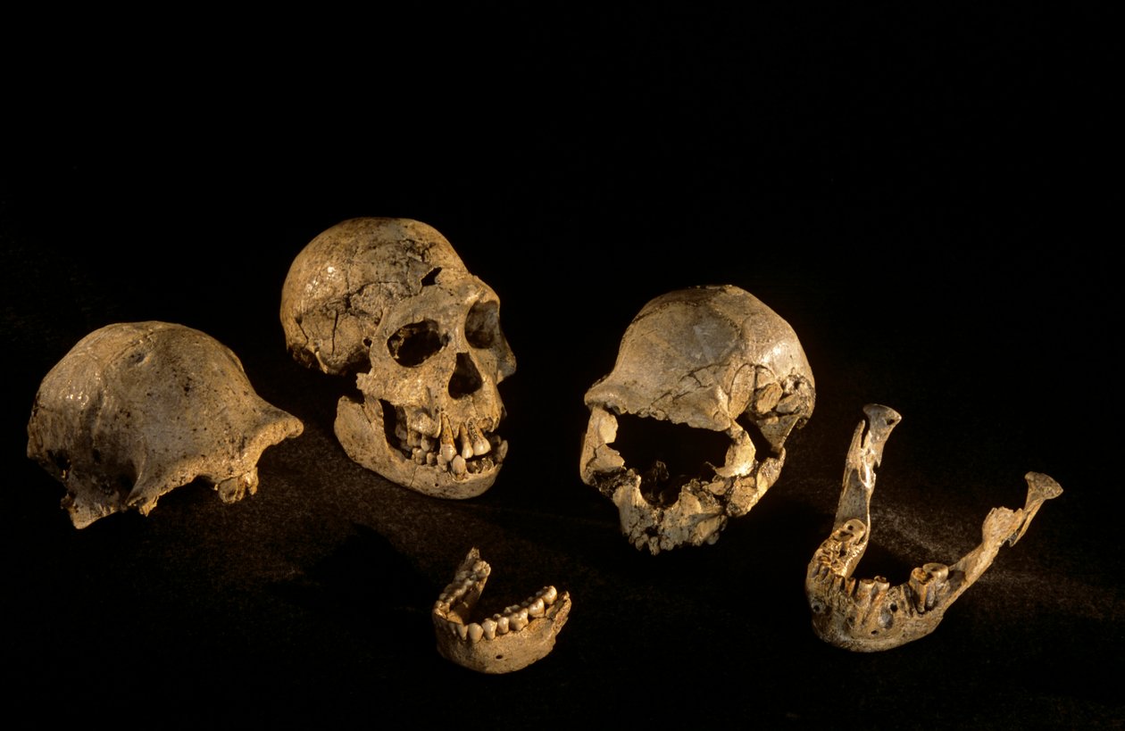Kallot ja alaleuat Dmanisi, Dmanisi, Georgia Homo Erectus -löytöpaikalta, Georgia tekijältä Kenneth Garrett
