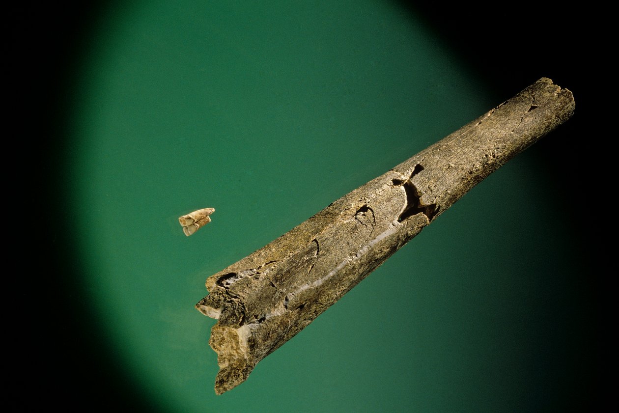 Sääriluu ja alemmat etuhampaat, Boxgrove, Englanti, 500000 BP, Homo Heidelbergensis -fossiileja. tekijältä Kenneth Garrett